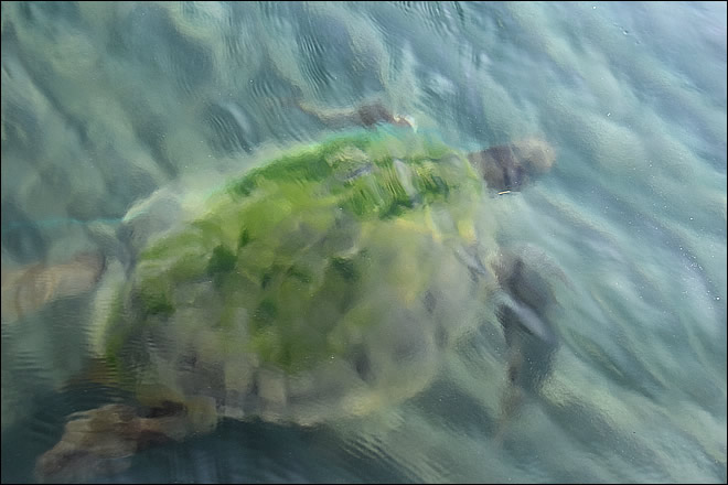 Tortue marine de la baie de Kekova