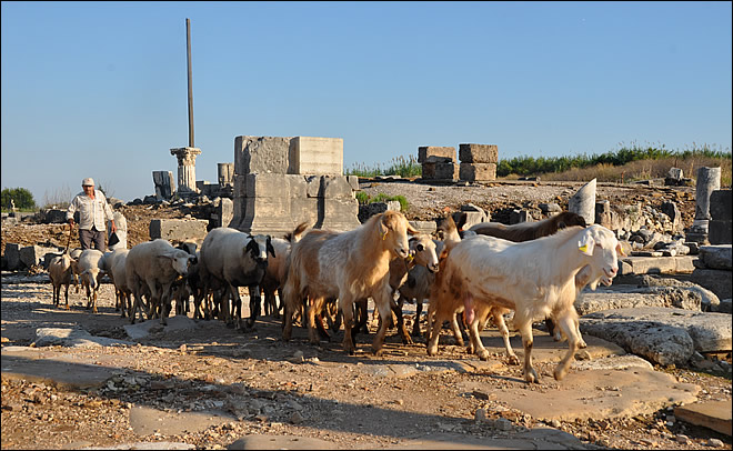 Des moutons traversant le site antique de Pergé Des moutons traversant le site antique de Pergé